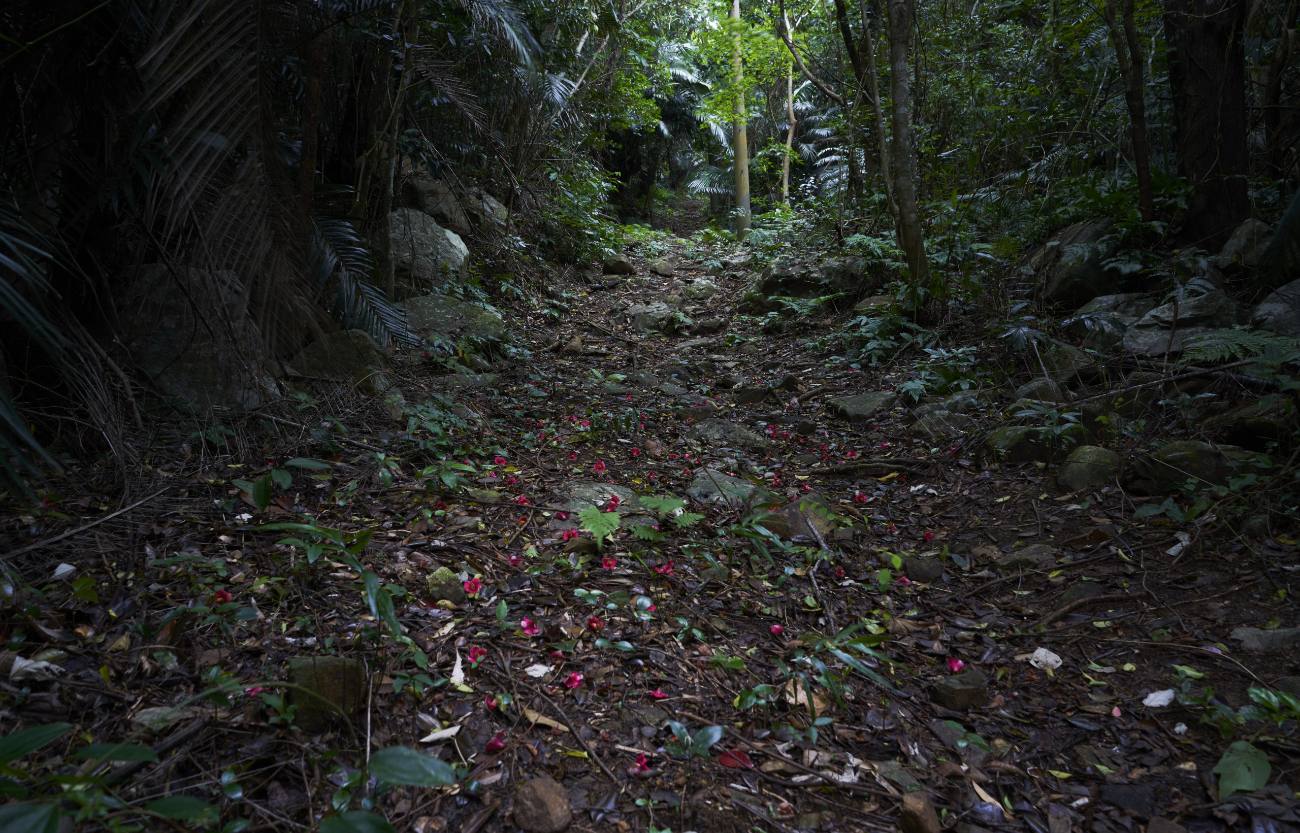 Forest Path, Ishigaki